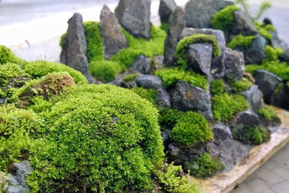 Мхи на даче