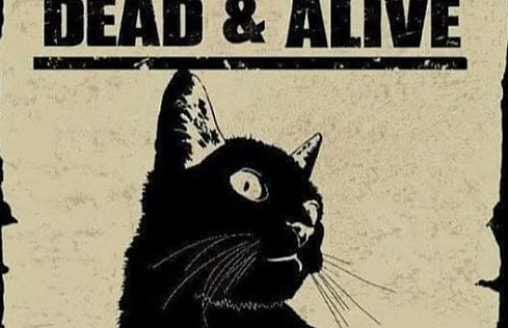“Кота Шредингера” слепили заново. Физики создали суперпозицию почти любой формы
