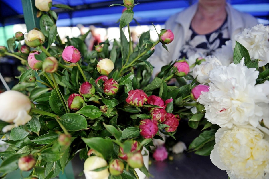 Продаем пионы на Комаровке 6.jpg