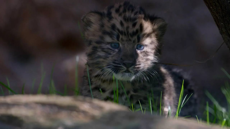 Амурский тигр 1.jpg