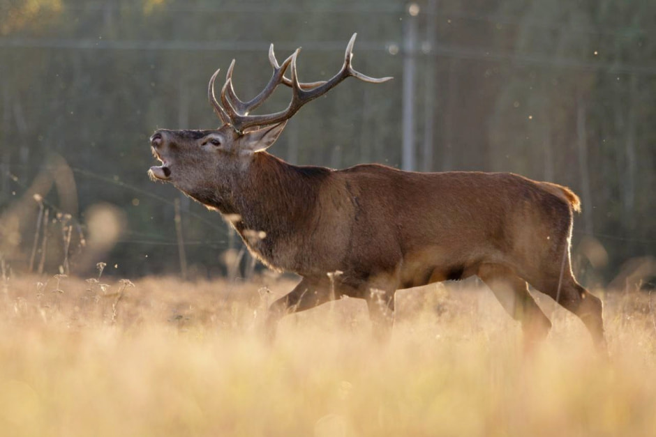 Благородный олень 12.jpg