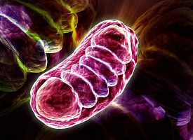 Ученые раскрыли, как молекула витамина B5 обеспечивает человека энергией