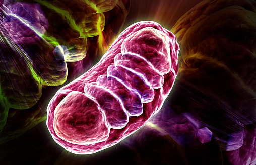 Ученые раскрыли, как молекула витамина B5 обеспечивает человека энергией