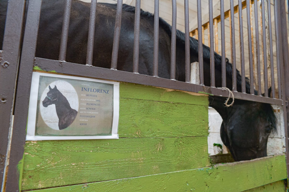 Лошади в Столинском районе 21.jpg