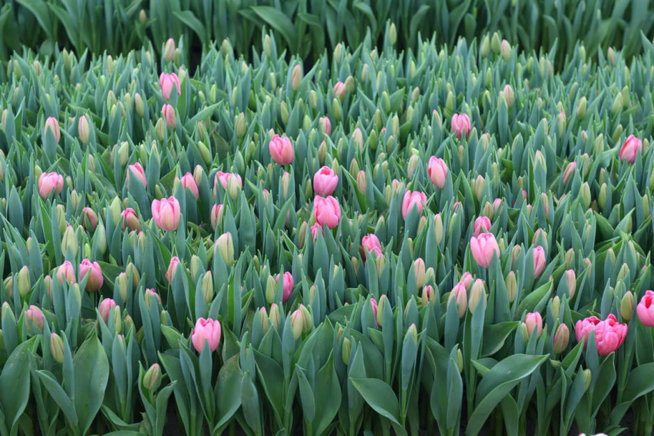 Как на Полесье выращивают тюльпаны 29.jpg