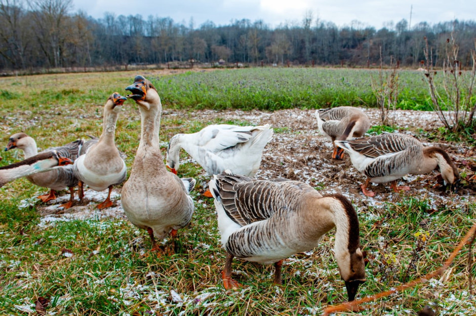 Фольварк в Лужках 21.jpg