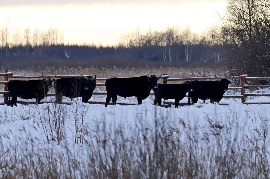 Быки Хека 6.jpg