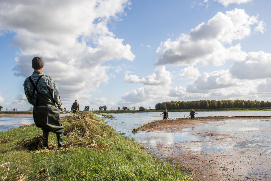 Полесские журавины 8.jpg