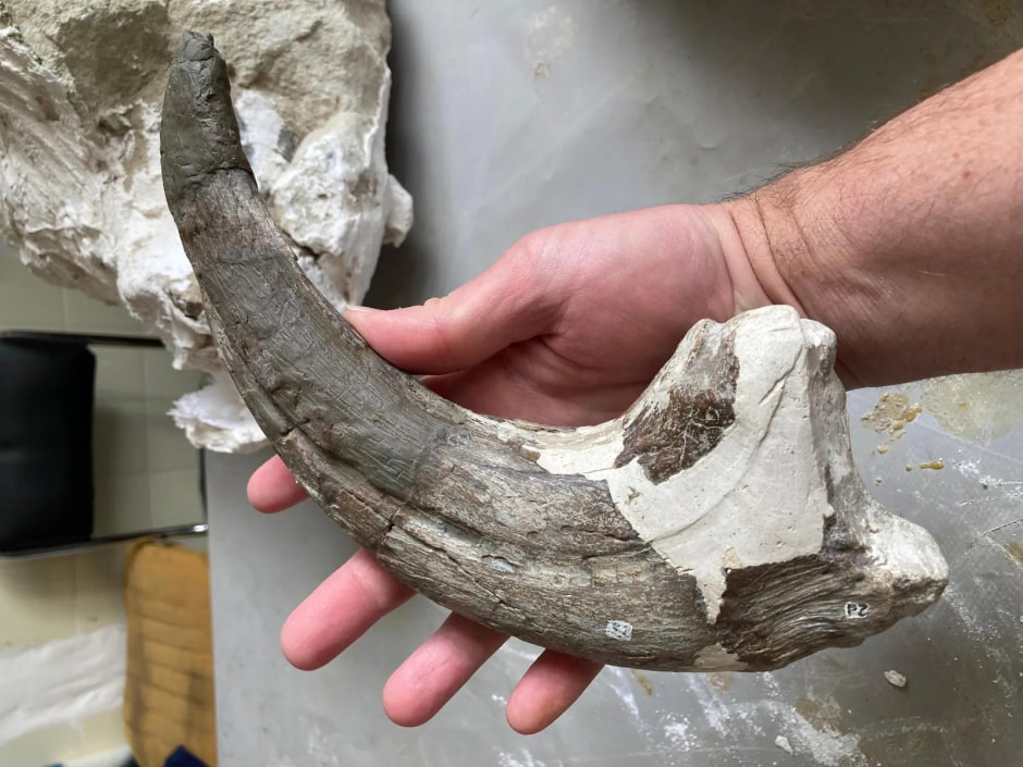 Останки мегараптора