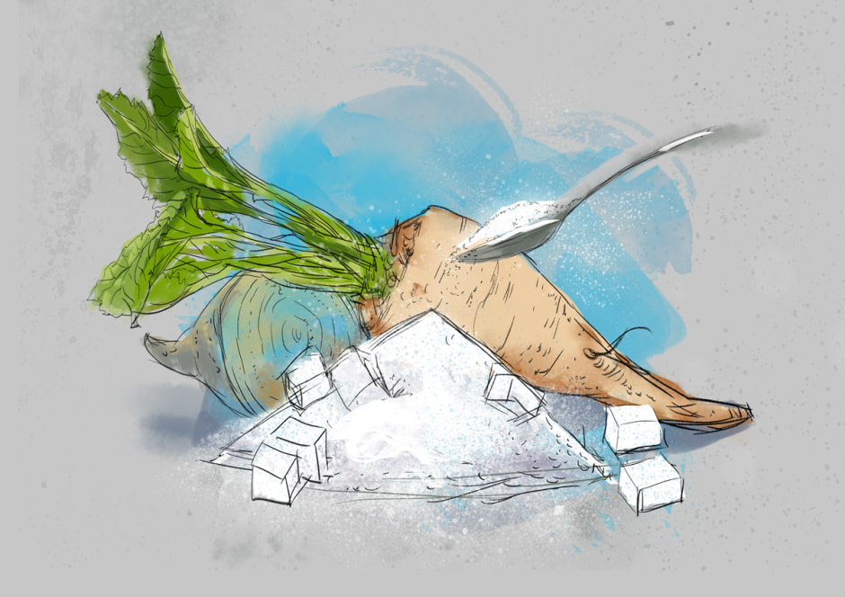 Изобретения немецких ученых 8_Сахарная свёкла.jpg