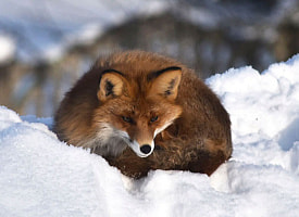 В Глубоком лиса обосновалась на крыше рядом с людьми – посмотрите видео