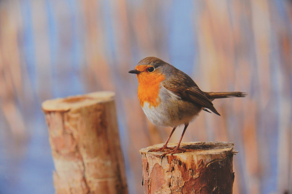 выставка Дикая природа Беларуси 6.JPG