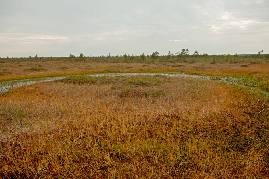 Серые журавли и Ельня 11.png