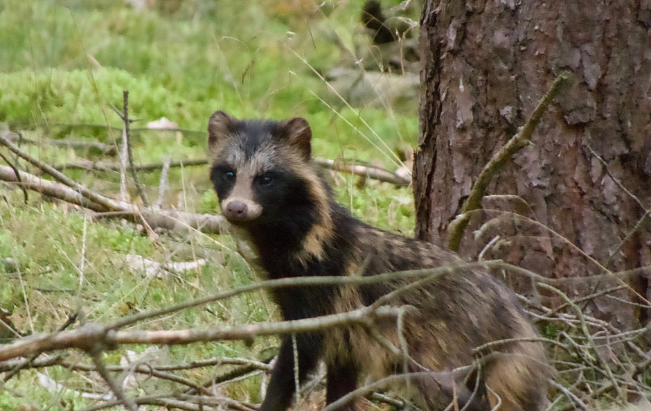 Факты о енотовидной собаке 7.jpg