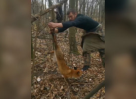 Под Гомелем спасли лису из капкана, а на следующий день задержали мужчину, установившего ловушки
