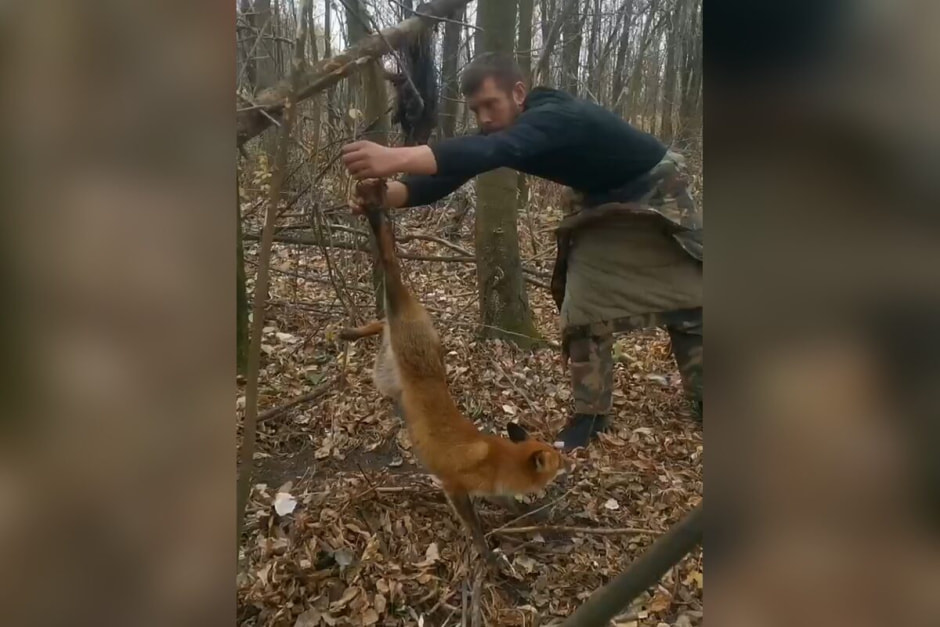 спасение_лисицы