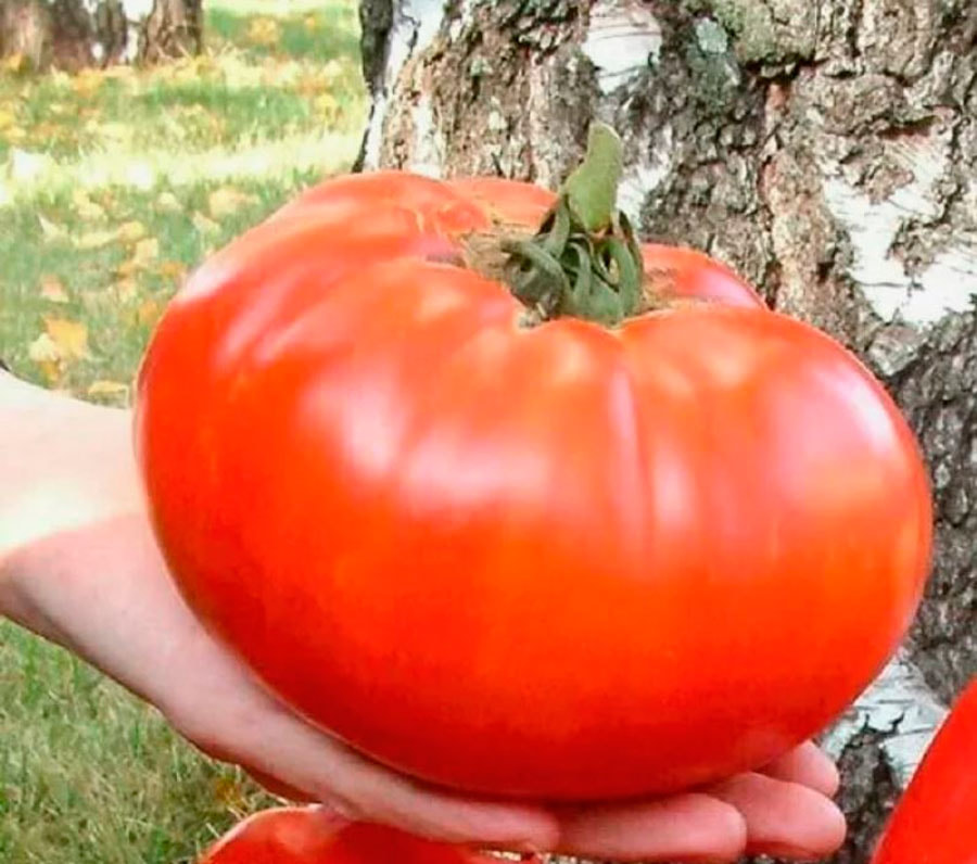 томаты7.jpg томаты7.jpg