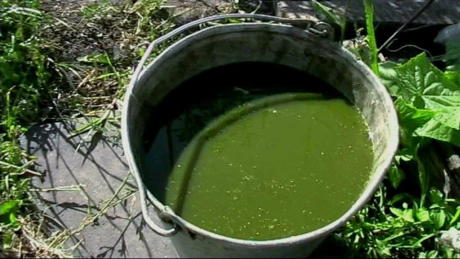 Полезные сорняки 6.jpg