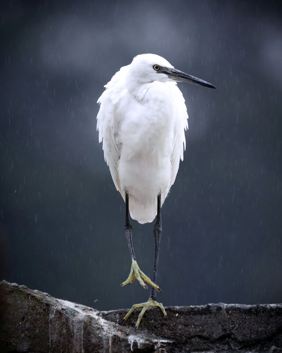 Финалисты конкурса Дикая природа Беларуси-2024 7.jpg