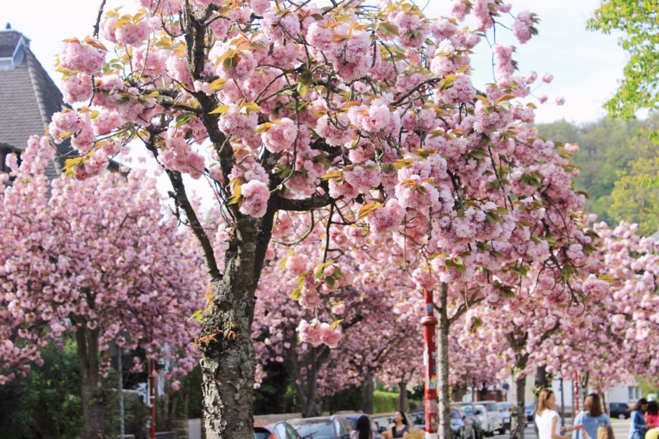 Ханами Марбург 1.jpg