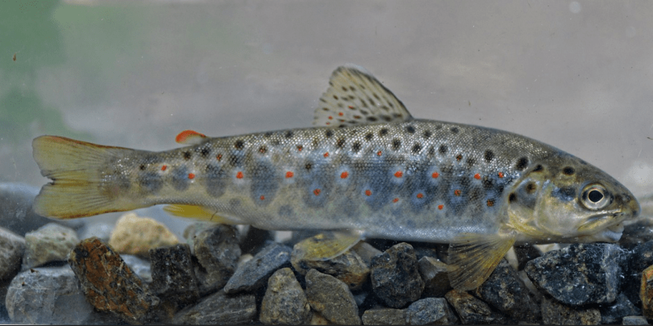 Ручьевая форель.png