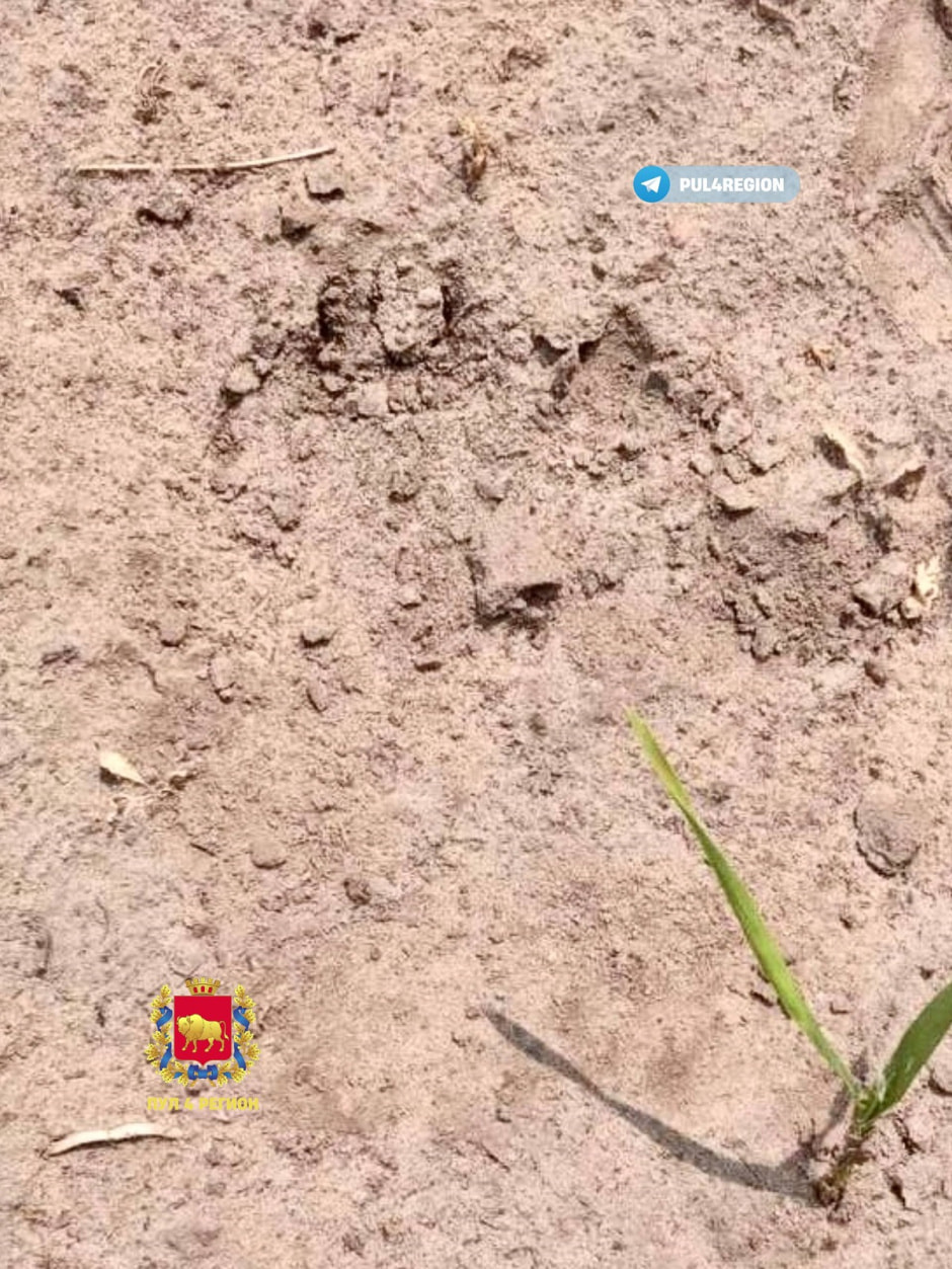 Медвежий след в Гродно.jpg