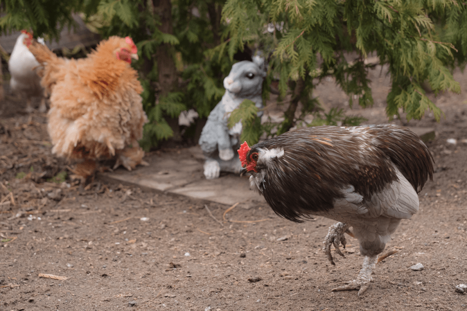 Семья Горчаковых драники 21.png