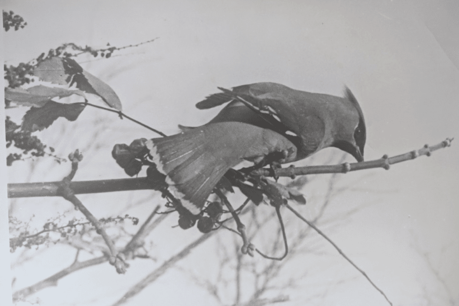 Фотограф дикой природы 4_Свиристель 1979 год.png