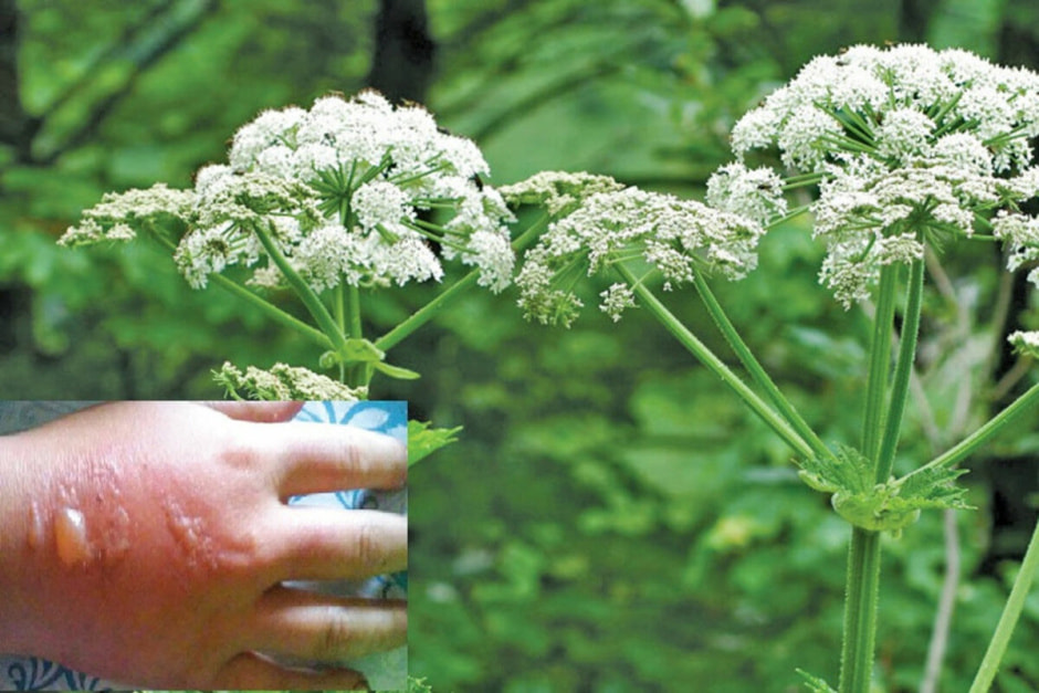 Борщевик Борщевик.jpg