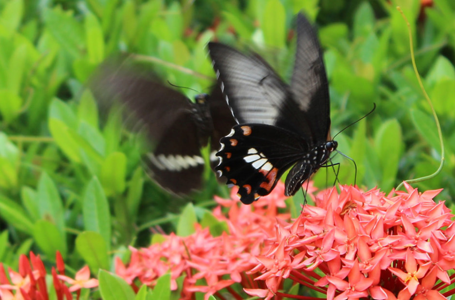 В Ущелье бабочек