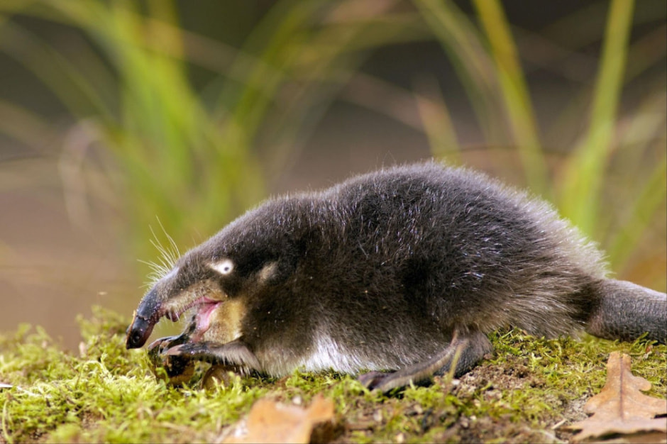 Выхухоль в Беларуси 10.jpg