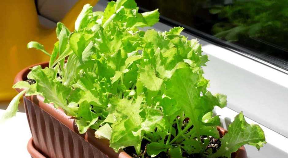 салат салат.jpg