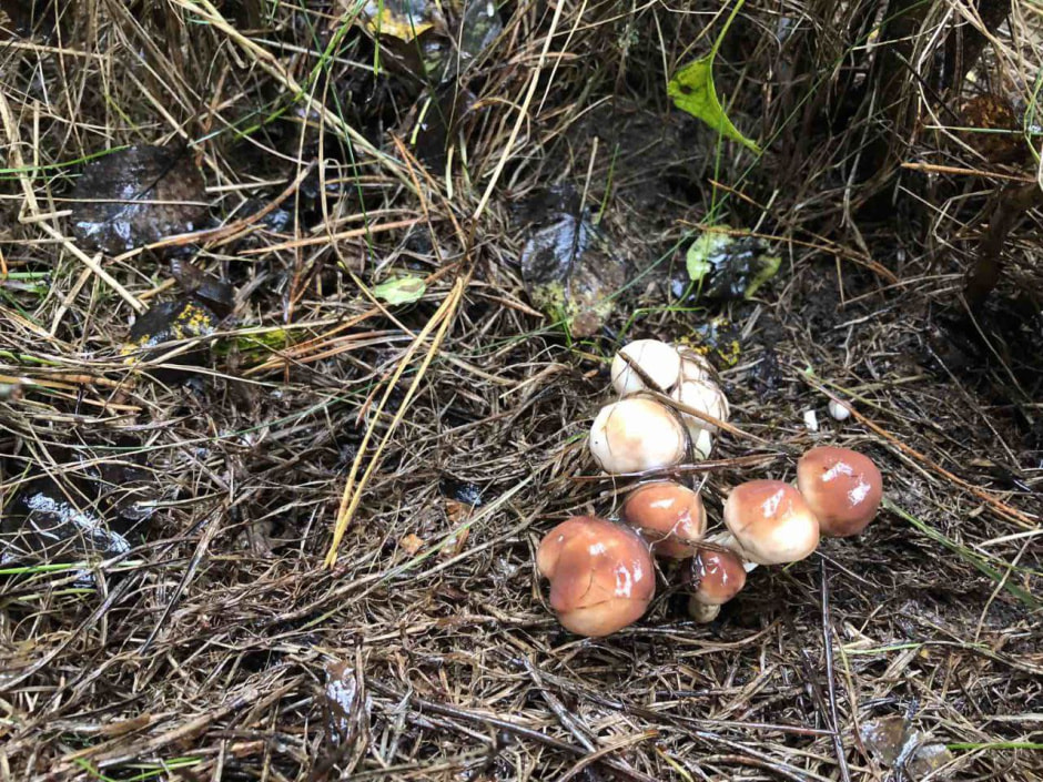 Грибные места 3.jpg