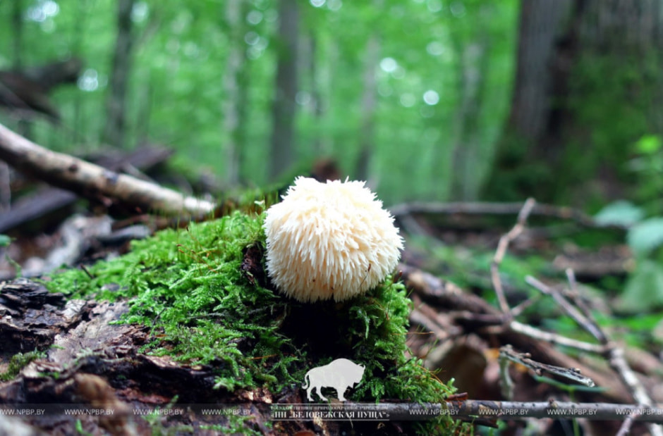 Гериций 4.jpg