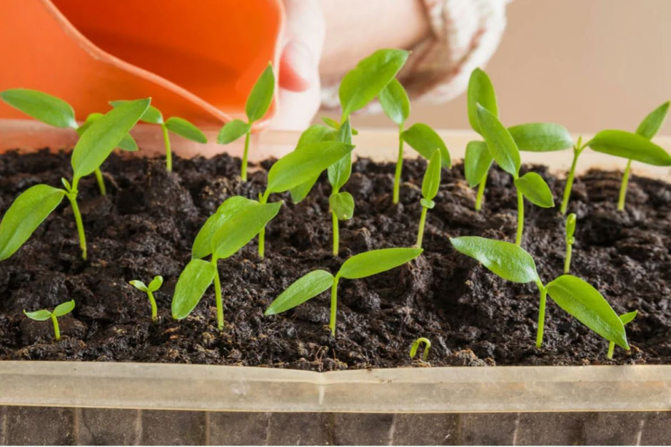 Рассада перцев1.jpg