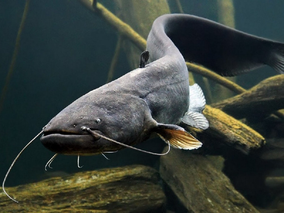 Сом в Беларуси 8.jpg