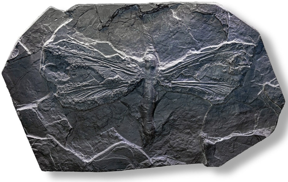 Стрекозы в Беларуси 2.jpg