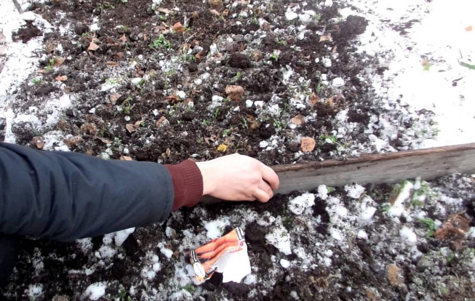 Подзимние посевы 3.jpg