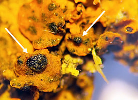 Ближайший известный – в Литве. В Беларуси нашли новый гриб-паразит