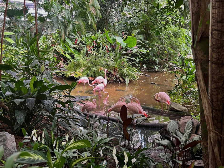 Крытый тропический лес 10.jpg