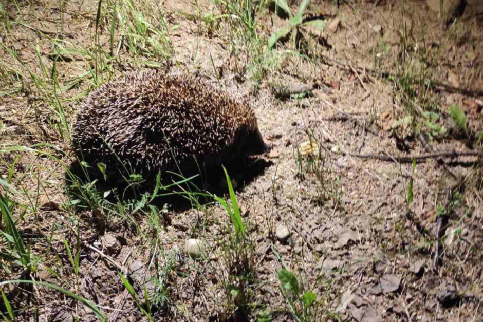 Мифы про ежей 5.png