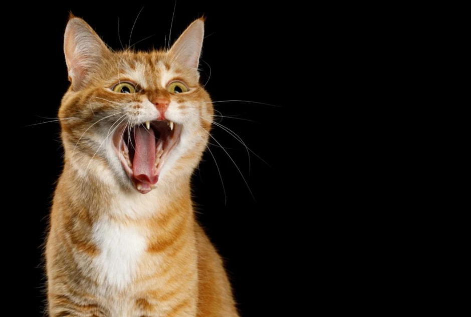 ИИ-переводчик для животных ИИ-переводчик для животных