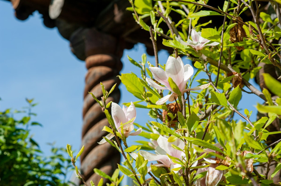 Семья Шокало и экзотический сад 31.jpg