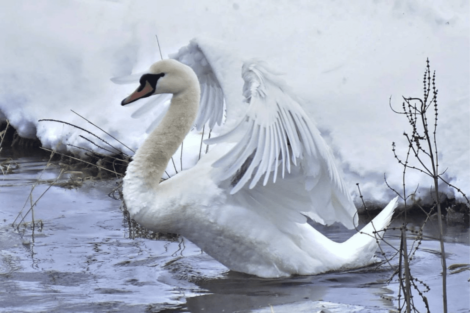 Лебедь-кликун 3.png