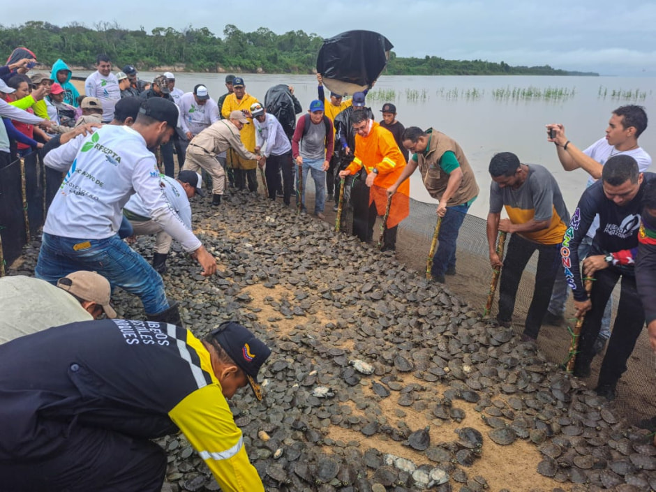 Черепаха аррау 2.jpg