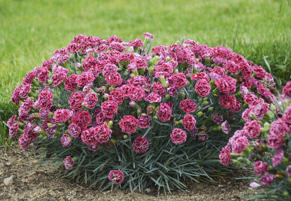 Садоводы-аллергики 4.jpg