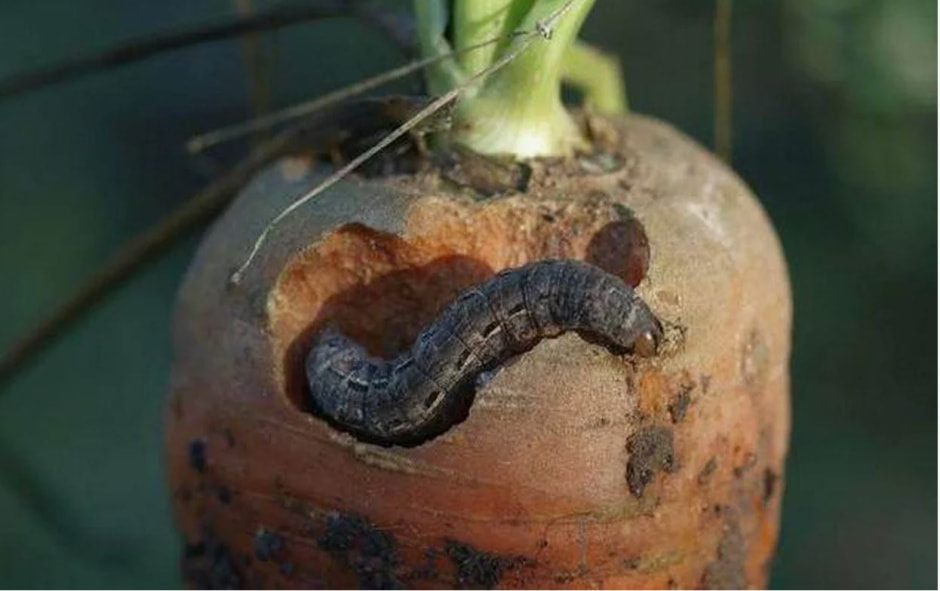 Гусеница в овощах