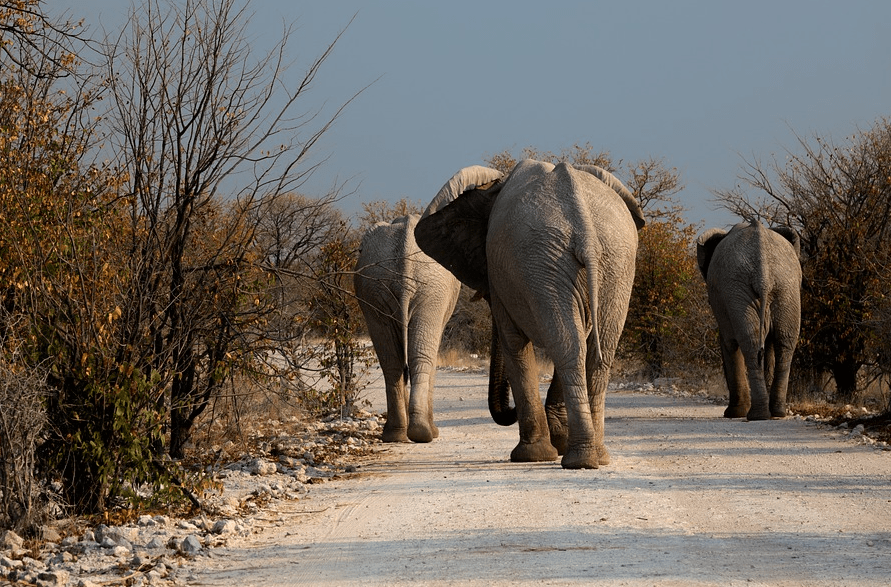 слоны.png слоны.png