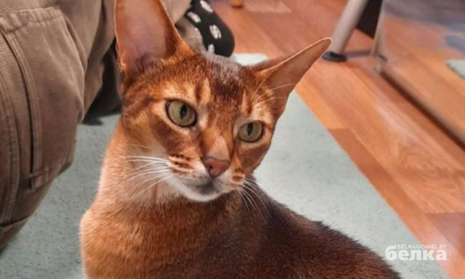 кот белка.jpg