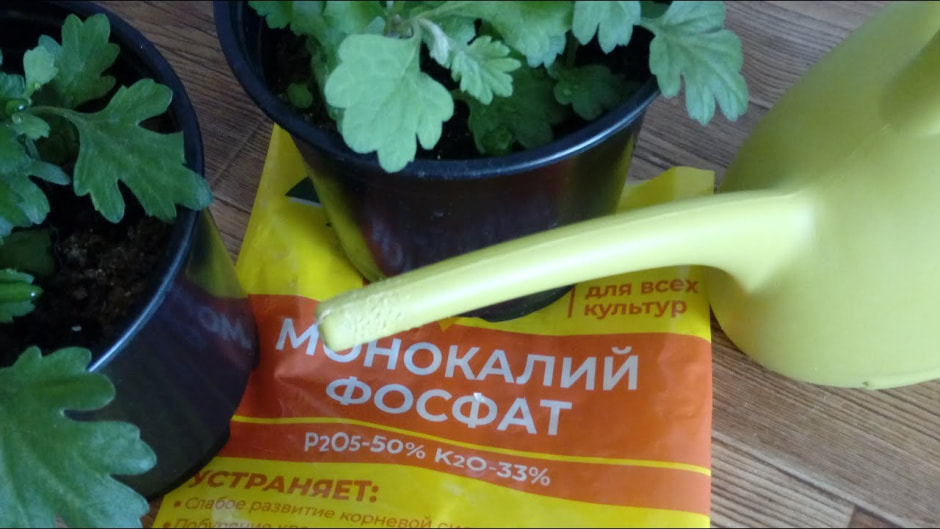 Подкормка рассады калийными удобрениями.jpg